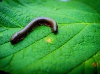 Sams Hobart Millipedes Control  image 4